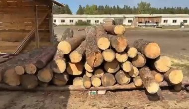 Полиция завела дело из-за незаконной вырубки леса в резервате "Ертіс орманы"