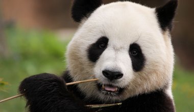 США могут остаться без панд: Китай забирает животных обратно
