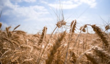 Ограничения на ввоз пшеницы в Казахстан: внесены изменения в приказ