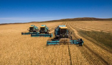 Казахстанские фермеры могут потерять весь урожай в этом году