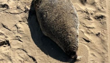 25 мертвых туш тюленей обнаружили на Каспийском море