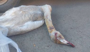 С тушками лебедей из Красной книги задержали браконьера в Карагандинской области