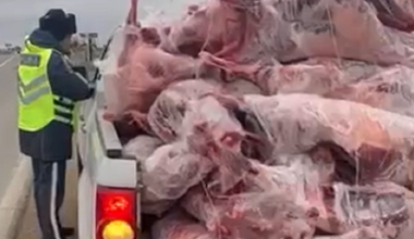 Перевозка 40 голов сайгаков в Акмолинской области: полиция проводит проверку