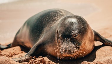 Создание резервата для тюленей в Мангистау: министр экологии рассказал подробности