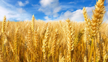 Вместимость зернохранилищ в Казахстане не отвечает размерам урожая - эксперты