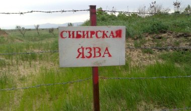 Возле дома и школы нашли захоронения с сибирской язвой в Восточно-Казахстанской области
