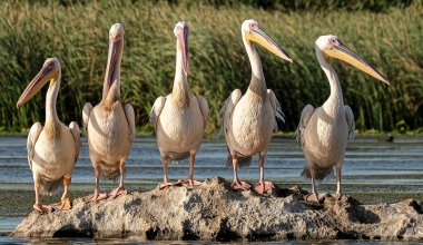 Не успели окрепнуть к перелету: прилетевшие к сельчанам пеликаны погибли в Акмолинской области