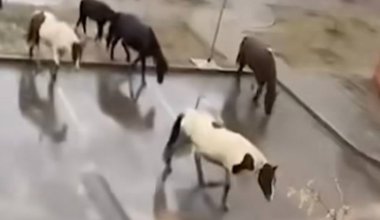 Лошади гуляют по двору дома: видео из Астаны шокировало Казнет