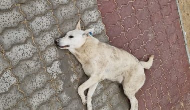 Отстрел собак на набережной в Актау: компания по отлову ответила возмущённым жителям