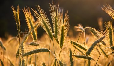 Неурожайный год: Казахстан пытается продать 3 млн тонн низкокачественного зерна