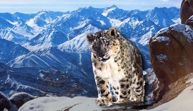 Сохранение популяции снежного барса важно для стран Центральной Азии - Нысанбаев