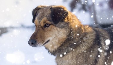 В Павлодаре чуть не замерз реабилитационный центр для бездомных животных