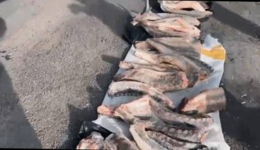 90 кг нелегальной осетрины и икры изъяли в Атырауской области