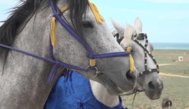 Лошади адайской породы в Казахстане становятся национальным брендом - Ногаев