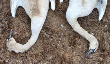30 мертвых лебедей нашли у озера в Мангистау
