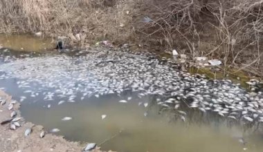 Рыба массово погибла в Атырауской области