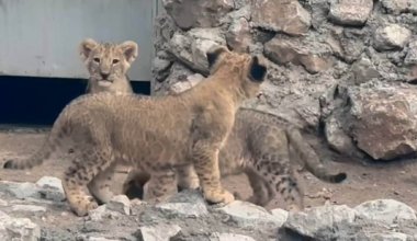 Зоопарк Шымкента пополнился тремя африканскими львятами