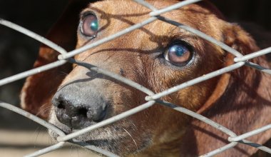 В Южной Корее запретили продажу мяса собак