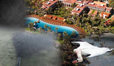 Экологи проверят, имеет ли отношение к гибели лебедей в Мангистау отель Rixos