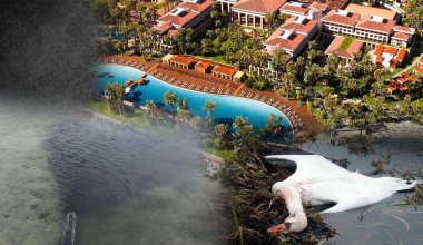 Проверка Rixos из-за гибели лебедей: экологи выявили загрязнение озера Караколь