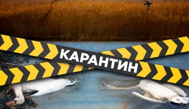 Гибель лебедей: о необходимости введения карантина на озере Караколь говорят эксперты