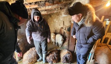 Неизвестный хищник перебил 15 овец в ВКО