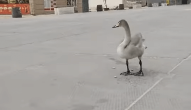 Видео одинокого лебедя в Актау удивило Казнет