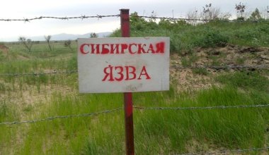 33 бесхозных захоронения с сибирской язвой выявили в Жетысуской области