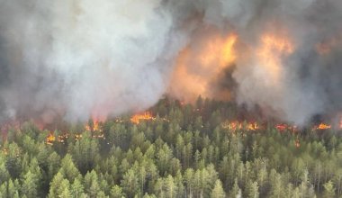 Потеря одного дерева – уже трагедия: депутат указал на частые лесные пожары в Казахстане