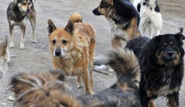 В Казахстане планируют узаконить эвтаназию бездомных животных