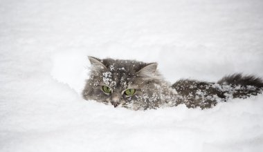 В Астане кота закопали в снег