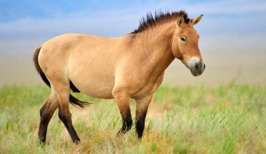 Из Европы в Казахстан привезут 40 лошадей Пржевальского