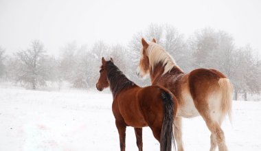 Десятки лошадей погибли в Улытауской области: названа причина