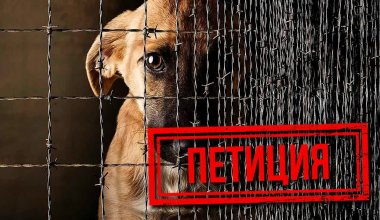 Петиция против жестокого обращения с животными появилась в Казахстане