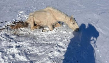 Фото шокировали Казнет: в Казахстане лошади умирают из-за экологической катастрофы