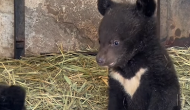 В зоопарке Алматы показали новых медвежат