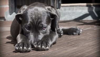 Депутаты предложили сократить число дней содержания бездомных животных и подвергать эвтаназии собак