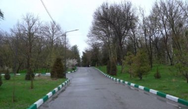В дендропарке Шымкента погибли восемь тысяч деревьев