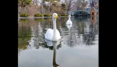 В Ботанический сад Алматы вернулись лебеди