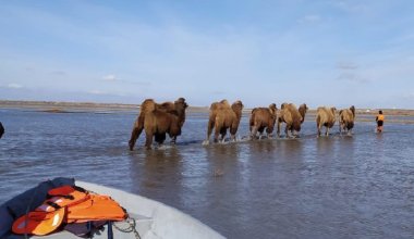 Избежать падежа скота не удалось: в Казахстане подсчитывают, сколько животных погибло в паводках