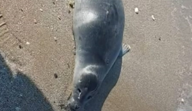 На побережье Каспия продолжают погибать тюлени