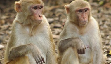В Китае обезьяны заразили человека опасным вирусом