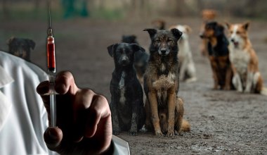 "Для защиты людей": Минэкологии о скандальном законопроекте об убийстве животных