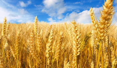 Власти Казахстана продлили запрет на ввоз пшеницы
