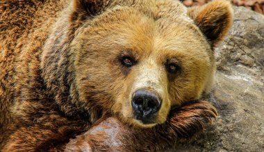 Паводки в Казахстане: животных эвакуируют из зоопарка Уральска, но не всех