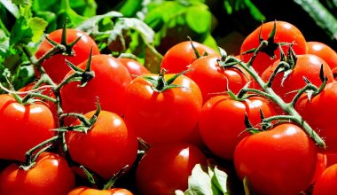 Опасные вирусы выявили в семенах томата из России и цветах из Кении в Астане