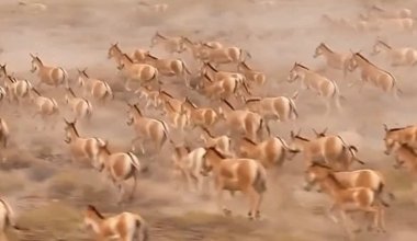 "Золотое сокровище": краснокнижные животные попали на видео в нацпарке "Алтын-Эмель"