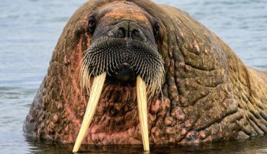 На 500 тысяч тенге за приближение к моржу оштрафовали туриста
