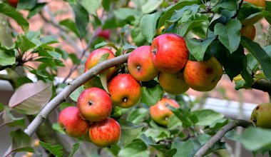В Кызылординской области появился яблоневый сад за 1,6 млрд тенге