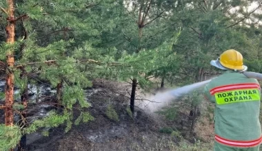 В лесу Павлодарской области возник пожар